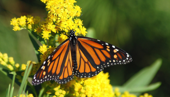 A monarch butterfly taking a rest