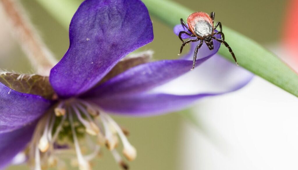 Tick Picture Right Size