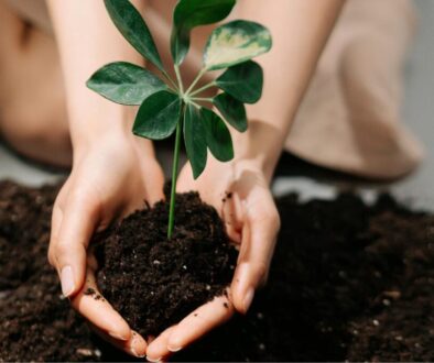 Fertilizer in the hand of a women